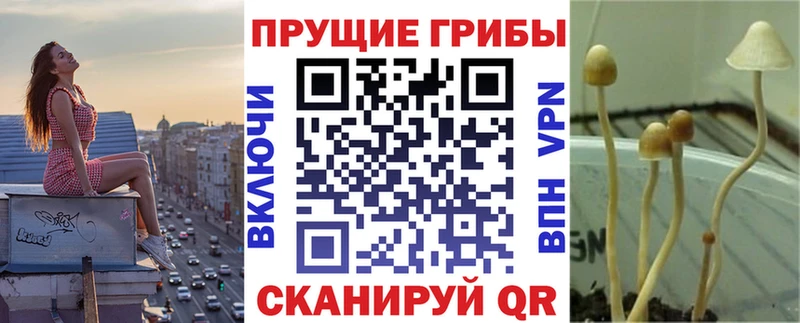 Галлюциногенные грибы Psilocybe  Старая Купавна 